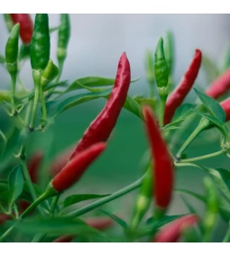 Hogyan termesztik a fűszerpaprikát?