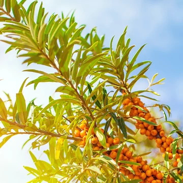 Homoktövis velő 20 l