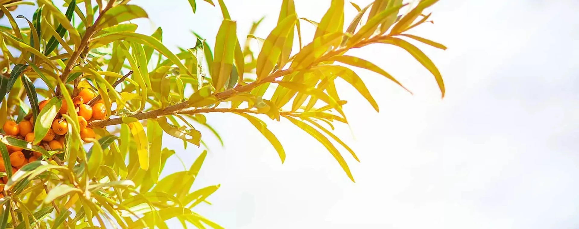 Homoktövis feldolgozás